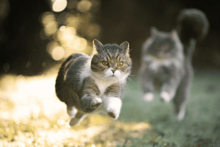 gato fugindo de outro gato