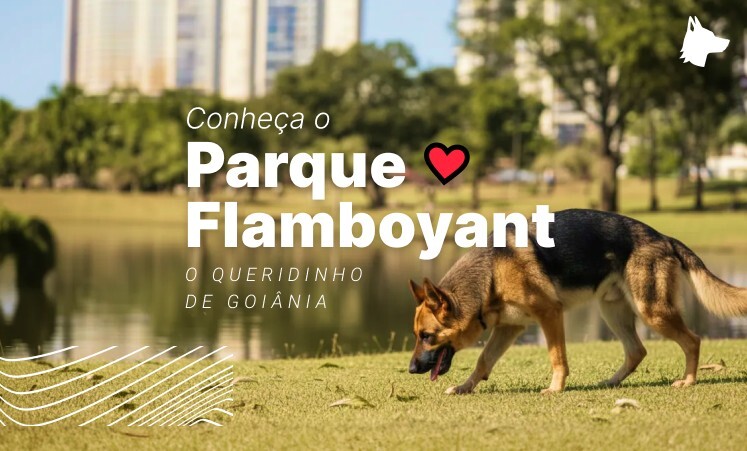 Conheça o Parque Flamboyant